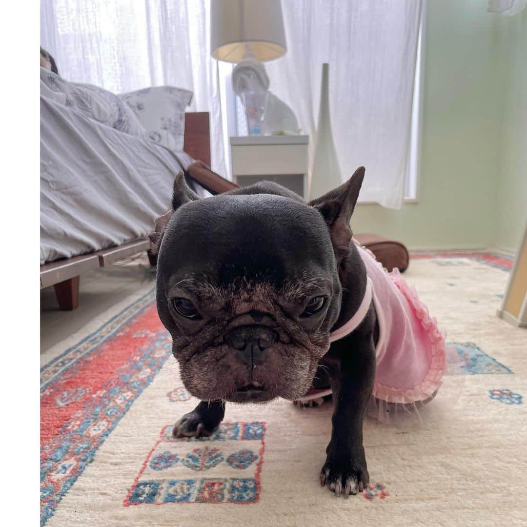 水沢史絵のインスタグラム：「もっちゃんおはよう 雨やんだからお散歩行こうね   #frenchbulldog  #shihtzu  #フレンチブルドッグ #シーズー #おいもちゃん #こんぶちゃん #たらこちゃん」