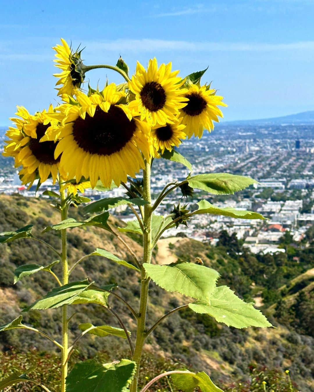 Ricardo Baldinさんのインスタグラム写真 - (Ricardo BaldinInstagram)「“Took sometime off to go within For a while being out of the scene, Now happy to be back to routine it feels like a place I never been It’s colorful and not in the screen I’ve never seen LA so green” .  . #foodie #california #foodLA」6月10日 10時53分 - rbaldin