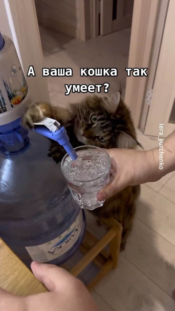のインスタグラム：「They are evolving  @lera_yurchenko  #meowed #cutecat #cat #smartcat #waiter」