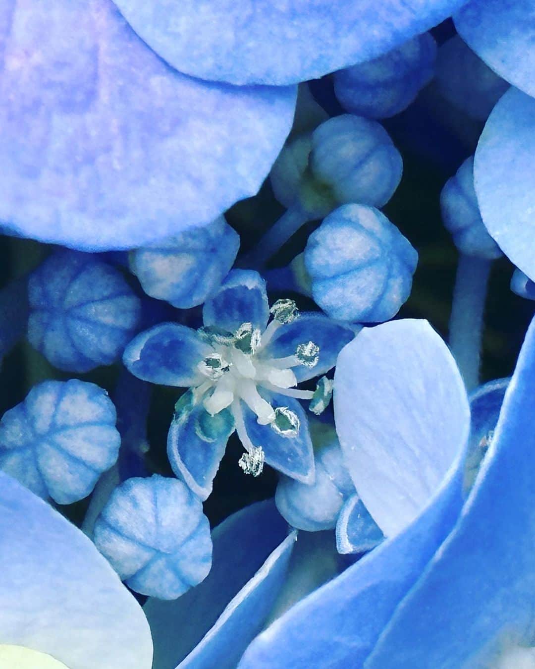 大隅智子さんのインスタグラム写真 - (大隅智子Instagram)「先日、局の玄関前から中継でお伝えしました。 話題はあじさい。 鮮やかなあじさいは一服の清涼感を感じさせてくれます。 気象台が観測しているあじさいの花、真の花を紹介しました。 小さな花です。 かき分けて見て下さい。 #あじさい　#真の花」6月10日 11時16分 - tomokotenki