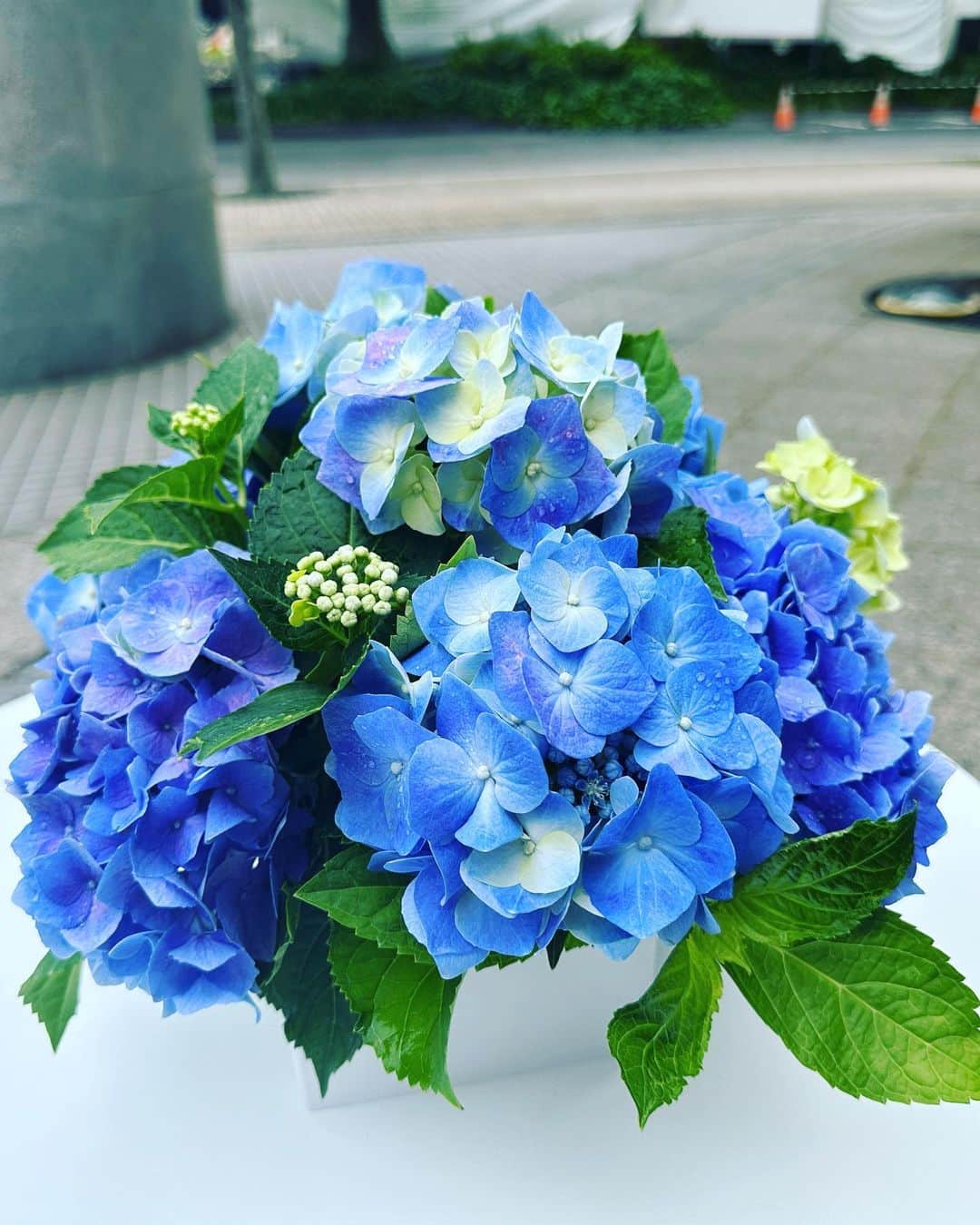 大隅智子さんのインスタグラム写真 - (大隅智子Instagram)「先日、局の玄関前から中継でお伝えしました。 話題はあじさい。 鮮やかなあじさいは一服の清涼感を感じさせてくれます。 気象台が観測しているあじさいの花、真の花を紹介しました。 小さな花です。 かき分けて見て下さい。 #あじさい　#真の花」6月10日 11時16分 - tomokotenki