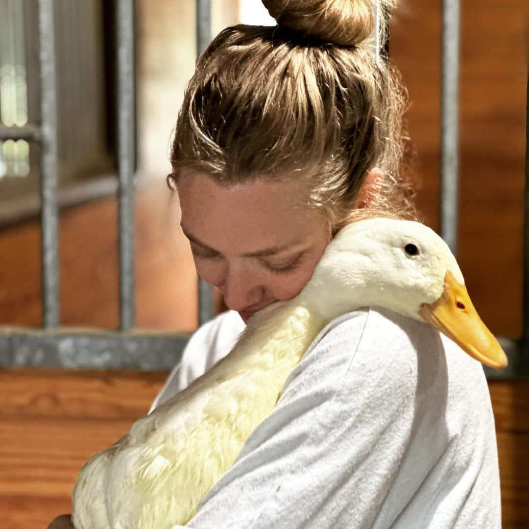 アマンダ・サイフリッドのインスタグラム：「🦢」