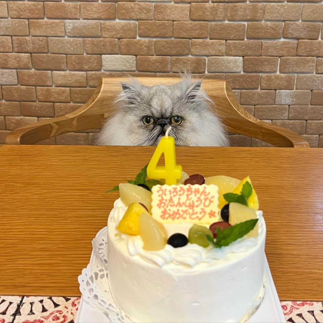 しるこさんのインスタグラム写真 - (しるこInstagram)「2023.6.10 ういちゃんお誕生日おめでとう🎉 もう4歳だって‼︎早いねー🥹 まだまだお子ちゃま感が抜けない可愛いやつめ🥰  最近粗相してなかったからすっかり油断してたら羽毛布団にやられてコインランドリーに行ってきたそんなお誕生日でした😂 ホントやめてくれ😂w 羽毛布団はキツいて😇w  #ういろうのケーキと一緒シリーズ  オーブンミトンやっぱり美味しい😋  前回の家族記念日にいっぱいお祝いしてもらったのでコメント閉じますね。 てか、投稿空き過ぎね😂 いつもありがとうございます❤️  #うい坊happy4thbirthday2023  ありがとねー😸 @chiromin4828   #無敵の親バカ同盟  #猫のいる暮らし  #多頭飼い #catstagram  #catsofinstagram #ねこ#猫#neko#cat#cats#ペルシャ」6月10日 22時52分 - shirukotan