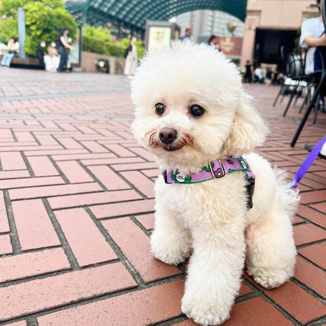 三谷紬さんのインスタグラム写真 - (三谷紬Instagram)「🐩☁️ 休日に雨ではないのは久しぶり。 お散歩に行ってカフェして。 足袋にとっても幸せな休日になったかな🥺🫶 * #犬#プードル#poodle#ティーカッププードル#teacuppoodle#クリーム#cream#足袋#お散歩#休日#すっぴん#休みの日#メイク#したくない#テレビ朝日#アナウンサー#三谷紬」6月10日 21時26分 - mitani_tsumugi