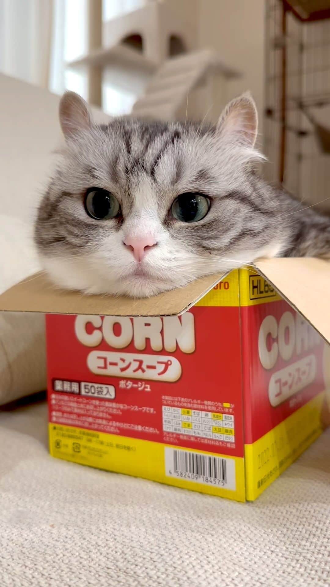 こむぎこまるのインスタグラム