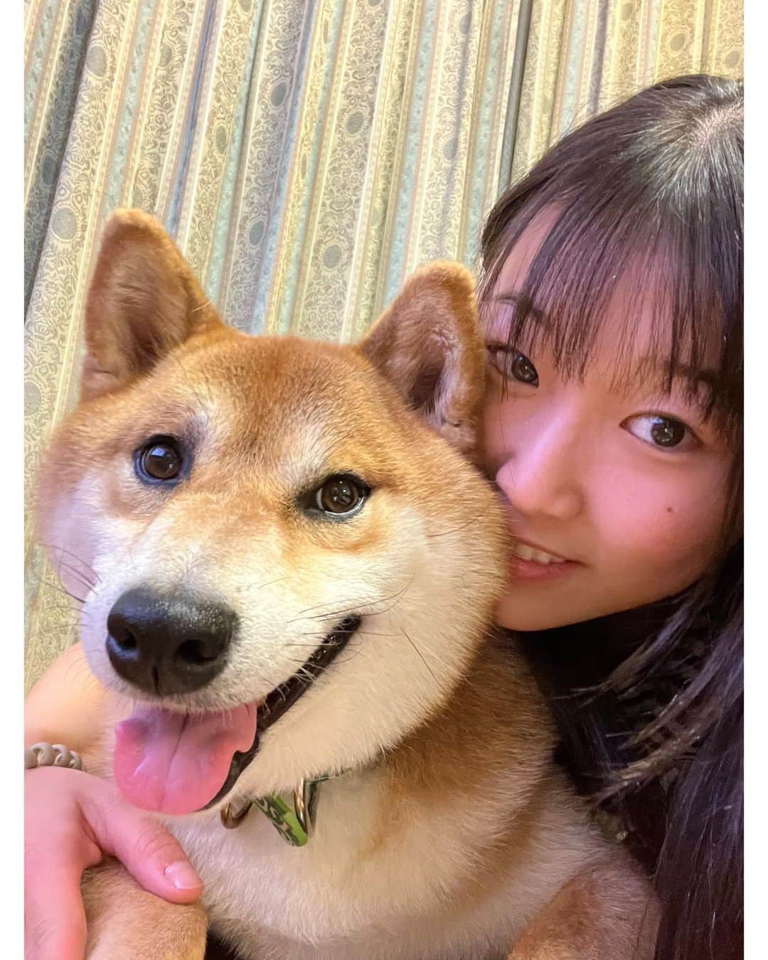 三上紗也可のインスタグラム：「うちの子記念日🐶💙  どのコロが1番好き？  #柴犬  #コロ  #5歳  #20180610」