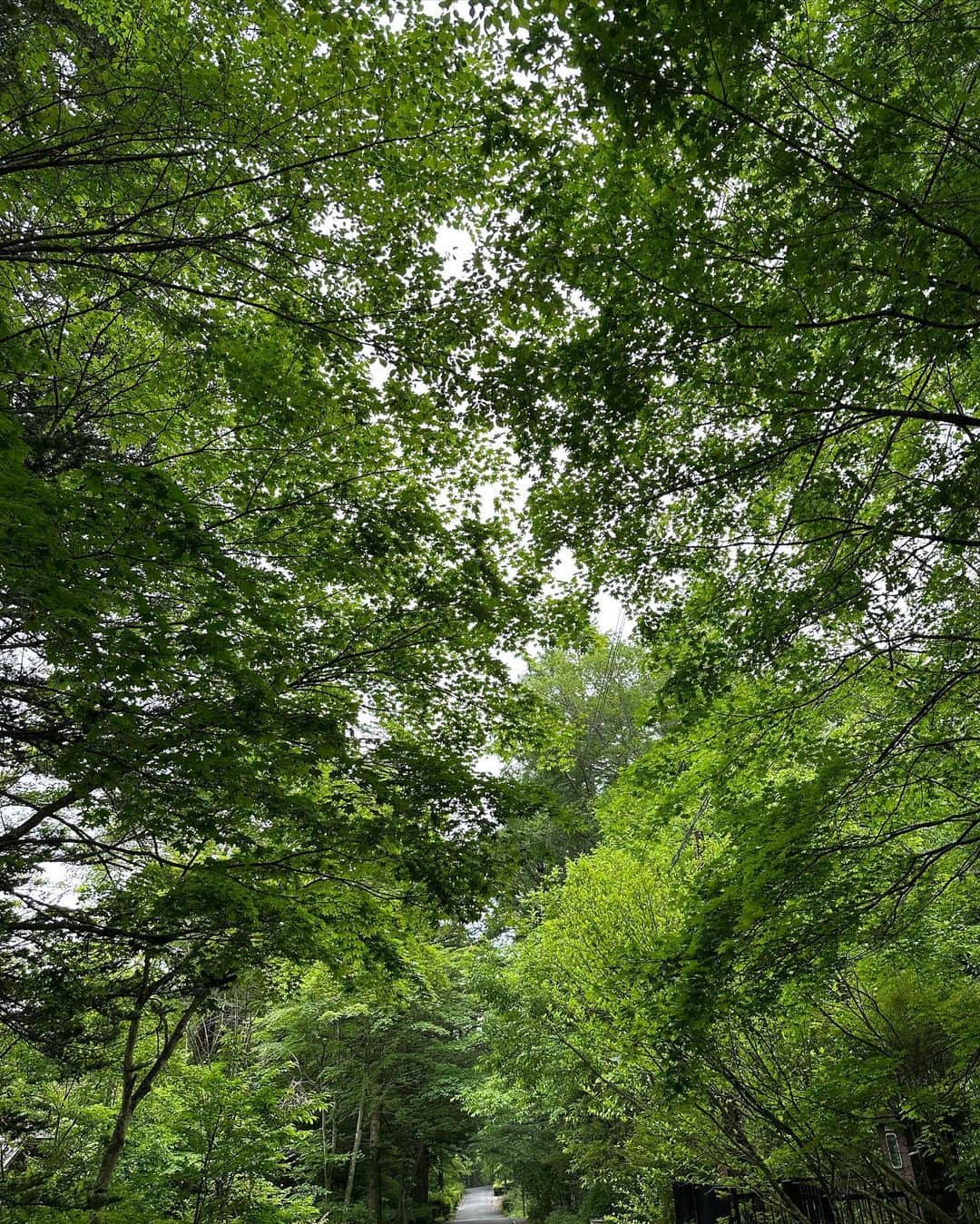 草間淑江さんのインスタグラム写真 - (草間淑江Instagram)「♡  あー、自然が  緑が  しみる  #草間淑江」6月10日 21時47分 - yoshie_kusama