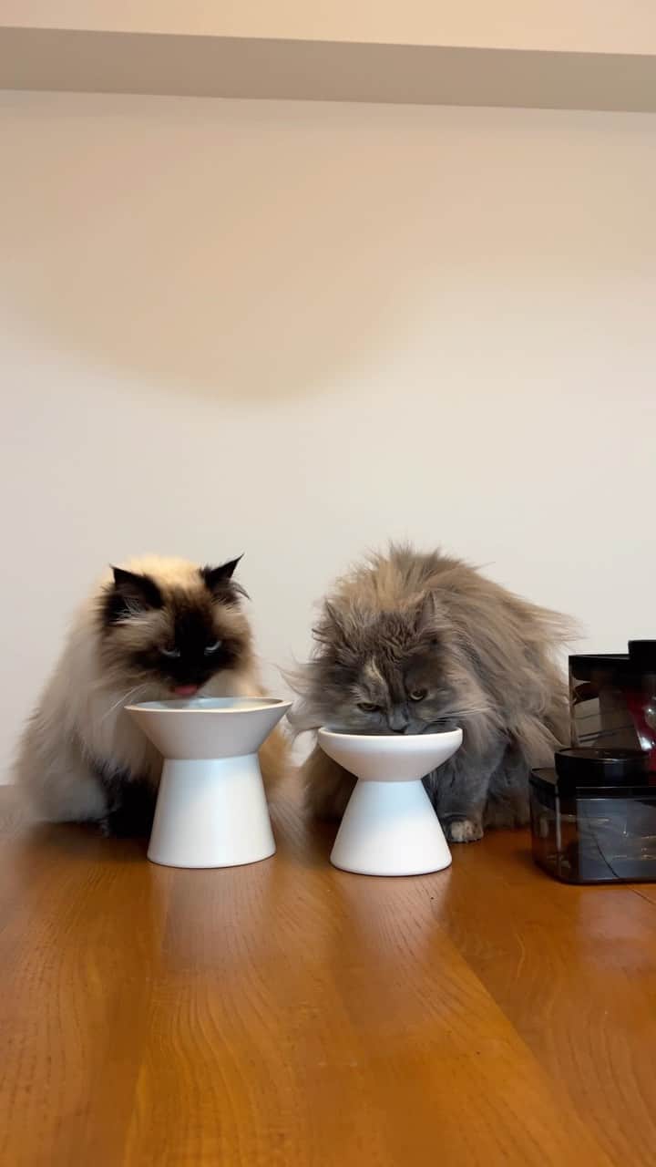 のインスタグラム：「プリュムとフィセルのキャットフードやおやつ入れは、ぜーんぶ　@ankomnshop_jp の保存容器入れ🫙🍗🐟 風味を保てるからいつでも美味しく食べられちゃう😋🍚  新たに0.3Lの大きさが登場💁🏻‍♀️ エバーロック(ダイヤルを45度にひねるだけの密閉容器)にはコーヒーのお粉を☕️✨ 楽天で買えちゃうよー🛒」