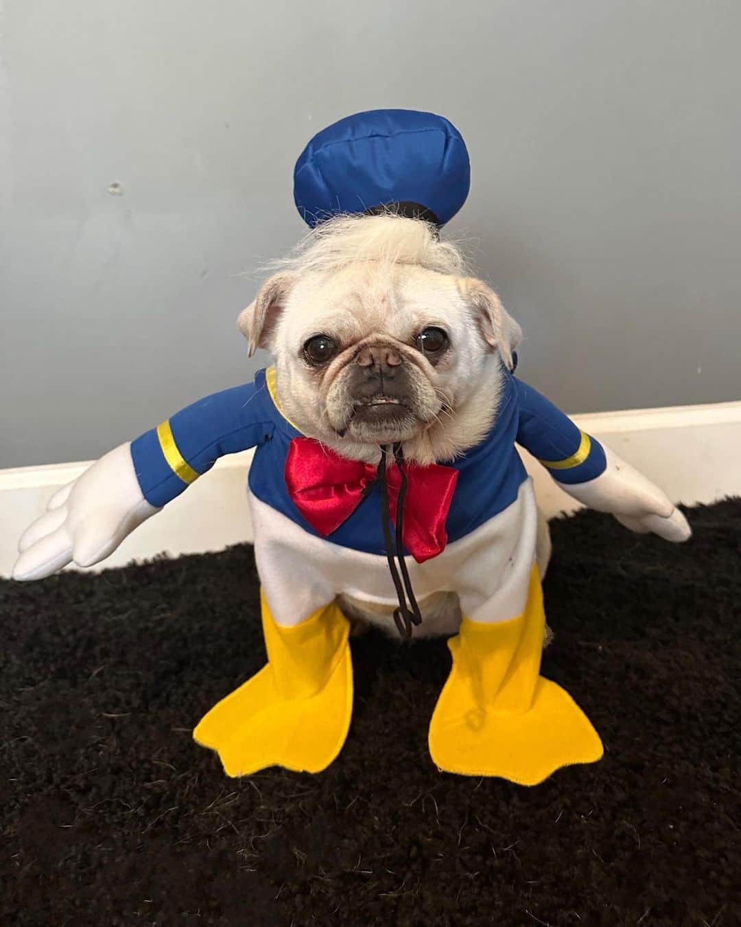 Priscilla and Poppletonさんのインスタグラム写真 - (Priscilla and PoppletonInstagram)「Quack, Quack! Pigtail helped us celebrate #NationalDonaldDuckDay yesterday. Isn’t she adorable!? We shared some watermelon with her for being such a good sport. We love you Pigtail!🐷🐶🐤 #pigtailthepug #donaldduck #disneypets #PrissyandPop」6月10日 22時15分 - prissy_pig