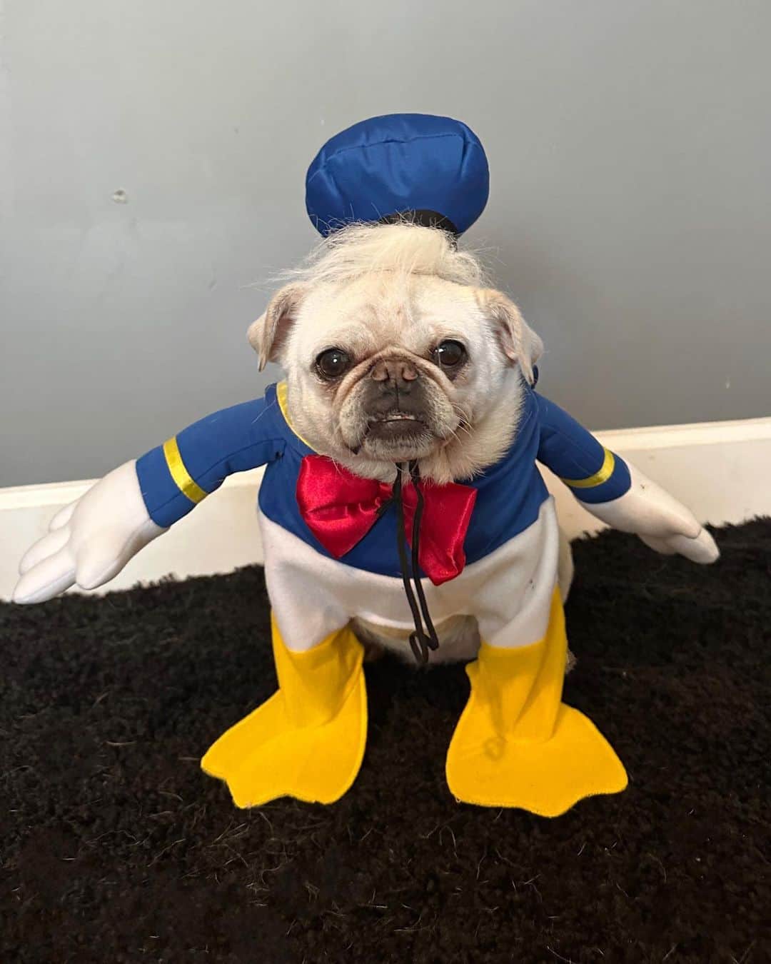 Priscilla and Poppletonのインスタグラム：「Quack, Quack! Pigtail helped us celebrate #NationalDonaldDuckDay yesterday. Isn’t she adorable!? We shared some watermelon with her for being such a good sport. We love you Pigtail!🐷🐶🐤 #pigtailthepug #donaldduck #disneypets #PrissyandPop」
