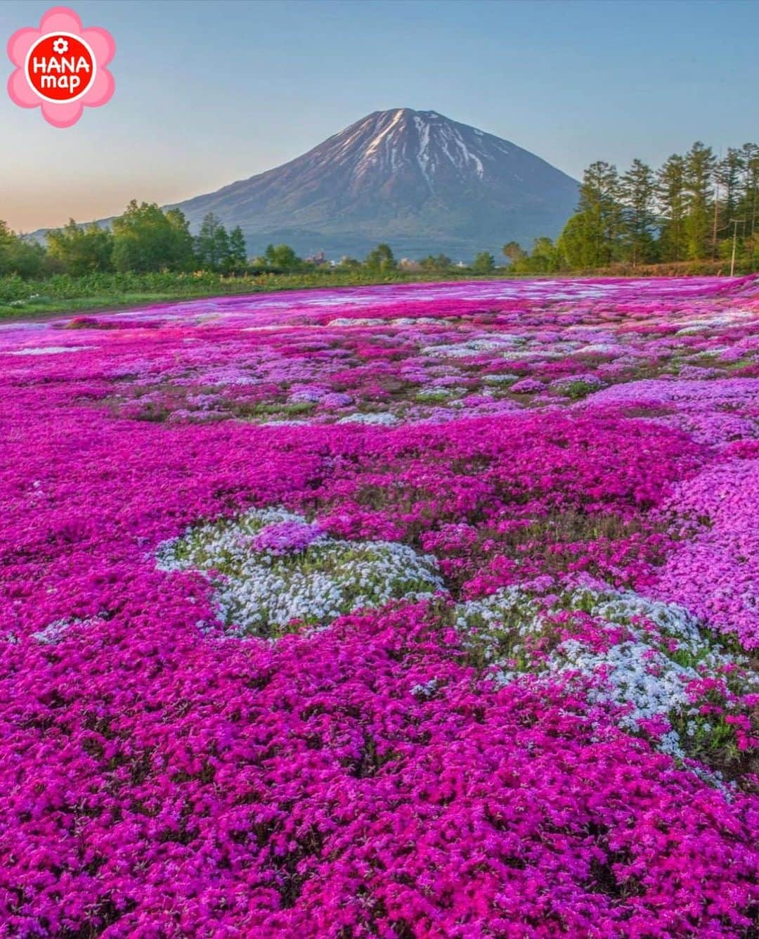はなまっぷ❁日本の花風景さんのインスタグラム写真 - (はなまっぷ❁日本の花風景Instagram)「🌸はなまっぷ🌸 * @kitahirorabbit さんの 花のある風景に花まるを💮 * 羊蹄山を背景に庭中を埋めつくす芝桜の絨毯をありがとうございます😊🌸 * #北海道　#三島さんの芝ざくら庭園 Kutchan ,Hokkaido * 芝桜の花言葉 合意 * #はなまっぷ #日本の美しい花風景#花のある風景#花#花言葉 #シバザクラ#芝桜#芝ざくら#ピンク#白#倶知安町#多年草#羊蹄山 * いつも素敵なお花をありがとうございます😊 ※見頃が過ぎている花、終わっている花もご紹介させていただいています。 * 🌸••••••お知らせ••••••🌸 * 花風景検索サイト　はなまっぷ https://hanamap.com 🔍「はなまっぷ」または @hanamap プロフィール欄から ぜひご覧ください * 📖🌸📖🌸📖🌸📖🌸📖 四季の花々を訪ねていきたい にっぽんの花地図 好評発売中📘 📖🌸📖🌸📖🌸📖🌸📖」6月10日 22時39分 - hanamap
