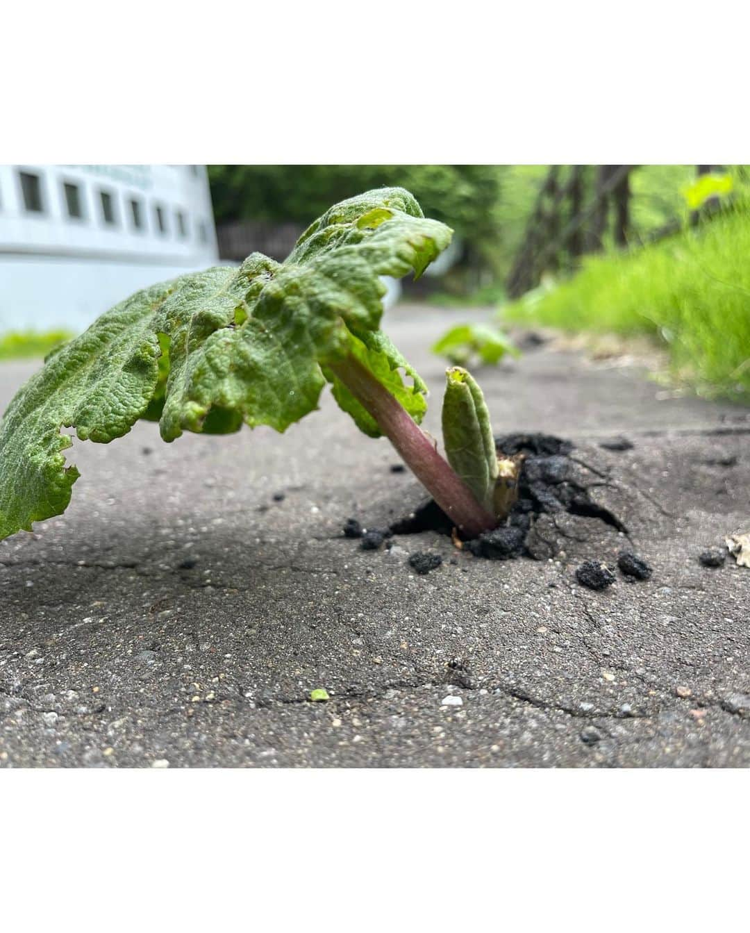 吉田健悟さんのインスタグラム写真 - (吉田健悟Instagram)「熊と鬼の住む町、登別。 　 　 道路をぶち抜く芽、パンを咥えて去る狐（右の狐は２日目に見かけたんだけど、多分同じ奴よね？） 熊をしばく親子、圧倒的な自然、俺のノーコンな投げっぷり。極楽な温泉。全てが規格外。人間、結局前へ進むしかないのだなぁ。 　 　 クマ牧場への道程をGoogleマップ先生のナビ通りに進んでたら行き止まり。 光栄なことに「大ポンコツ添乗員」の称号を母から授かりました。閻魔さま、網走にぶち込んでええですか？ 　 　 「ヒトのオリ」を見つけた瞬間、我ら親子は被り気味に言い合いました。 　 　 「アンタ入りんさい！」 　  つづく 　  #北海道」6月10日 22時40分 - kennenperm