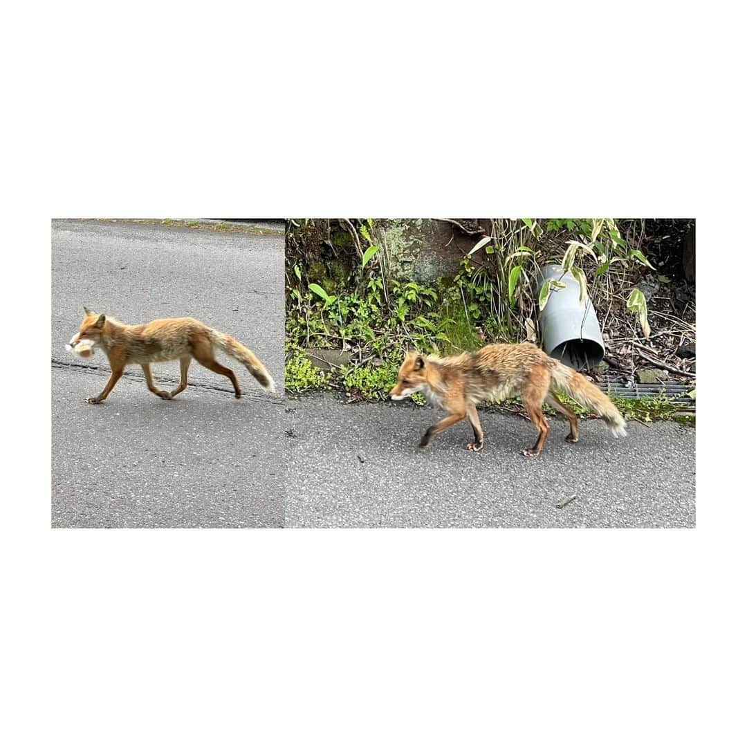 吉田健悟さんのインスタグラム写真 - (吉田健悟Instagram)「熊と鬼の住む町、登別。 　 　 道路をぶち抜く芽、パンを咥えて去る狐（右の狐は２日目に見かけたんだけど、多分同じ奴よね？） 熊をしばく親子、圧倒的な自然、俺のノーコンな投げっぷり。極楽な温泉。全てが規格外。人間、結局前へ進むしかないのだなぁ。 　 　 クマ牧場への道程をGoogleマップ先生のナビ通りに進んでたら行き止まり。 光栄なことに「大ポンコツ添乗員」の称号を母から授かりました。閻魔さま、網走にぶち込んでええですか？ 　 　 「ヒトのオリ」を見つけた瞬間、我ら親子は被り気味に言い合いました。 　 　 「アンタ入りんさい！」 　  つづく 　  #北海道」6月10日 22時40分 - kennenperm