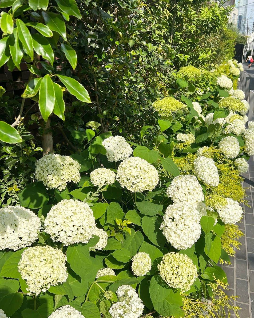 ゆうりちゃんのインスタグラム：「紫陽花💠」