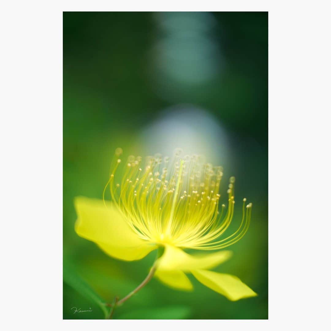 花澄さんのインスタグラム写真 - (花澄Instagram)「「吐息 2023」 今朝のお散歩。 沖縄に行く前に 東京でなにが咲いてるか もう一度見ておこうと思った。 睡蓮ももう咲いてるかな… お気に入りの場所、確認してないや…  macro switar 26mm f1.1 lumix gh5   #tokyo#japan#switar#macroswitar#macroswitar26mm#oldlens#cinelens#オールドレンズ#シネレンズ#oldlens_tokyo#花澄#kazumiphotography#gh5#lumixgh5」6月10日 15時06分 - textisan