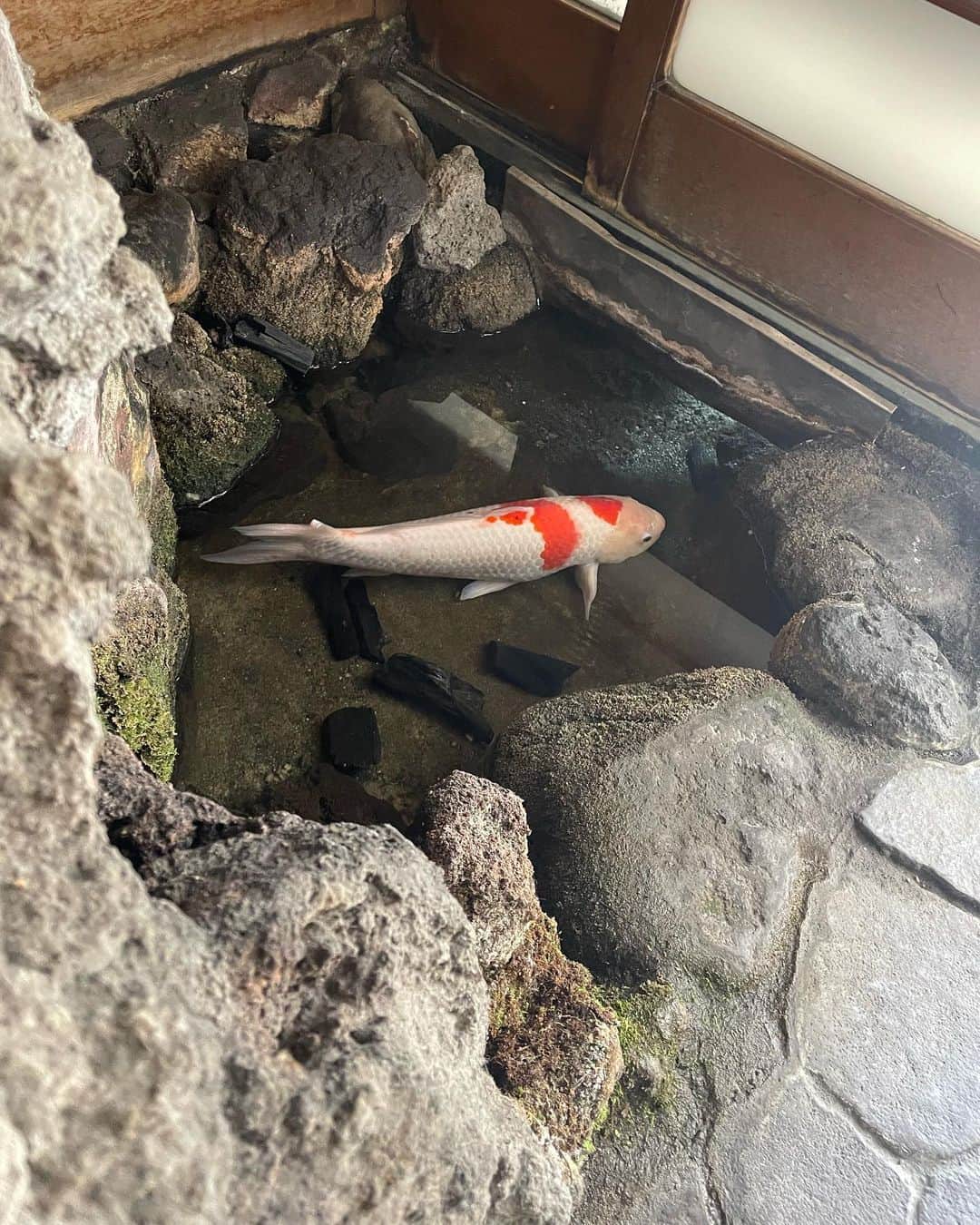 新井恵理那さんのインスタグラム写真 - (新井恵理那Instagram)「日帰り鎌倉♪ #つるや で鰻重♪ふっくらしていて美味しかった♪玄関に鯉が泳いでいていて驚きました( ・∇・) #麩帆 でふまんじゅうをテクアウト♪ぷるぷる食感とやさしい甘さが絶品でした! ゆりゆりさんとの旅以来、また行けた、#artiqeukamakura  素敵な指輪と巡り会えた♪( ^ω^ ) 全部近場ですがすごく心地いい時間を過ごせましたよ(*^ω^*) #鎌倉 #新井恵理那 #centforce」6月10日 15時13分 - elina_arai