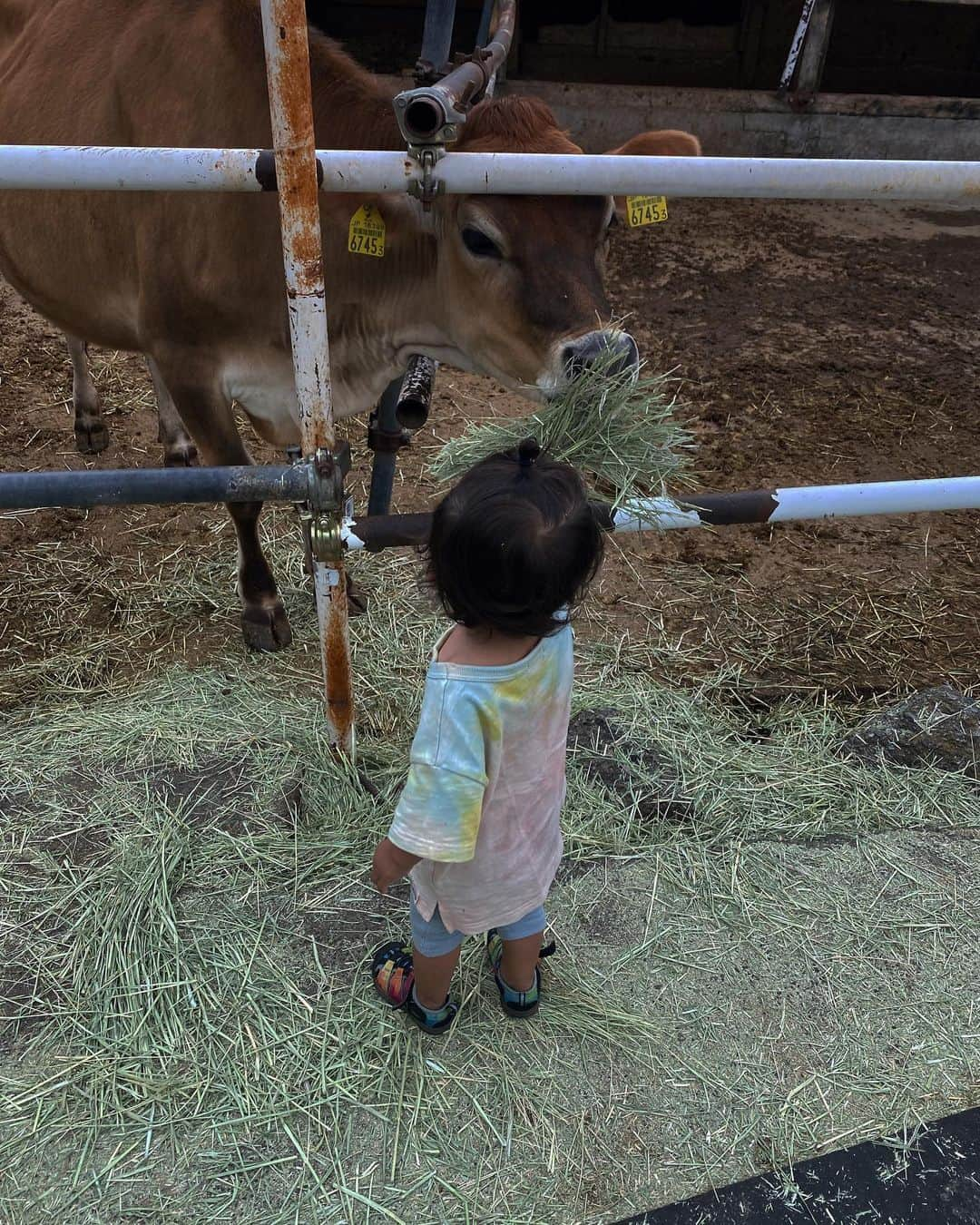 堀舞紀さんのインスタグラム写真 - (堀舞紀Instagram)「🐄🍦🐄  @yokohamamilk369   ☁️  It was cloudy so we went to the farm, fed the cows hay and ate soft serve ice cream.  Children rejoice!!!🍦  #augustamilkfarm  #オーガスタミルクファーム #🍦 #子育て記録 #母親服装 #cannyO  #et_O #🐄  なんかベレー帽気分でした。 今期の新作 @maaiqheart のtops、 気に入ってるのにピザパン🍕のタレを et.につけられてヘコ〜」6月10日 16時11分 - mainohori