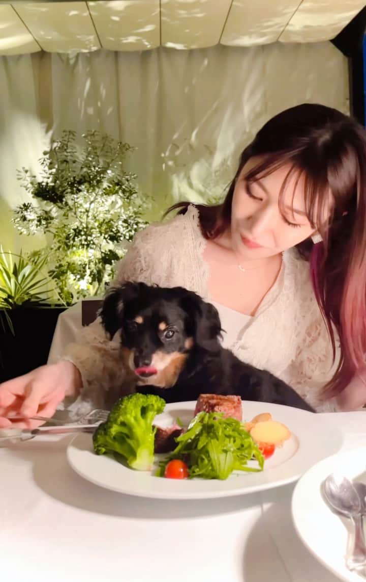 のインスタグラム：「dinner with my little boy🐶💓 #最初自分で食べちゃった笑 #zac #チワックス」