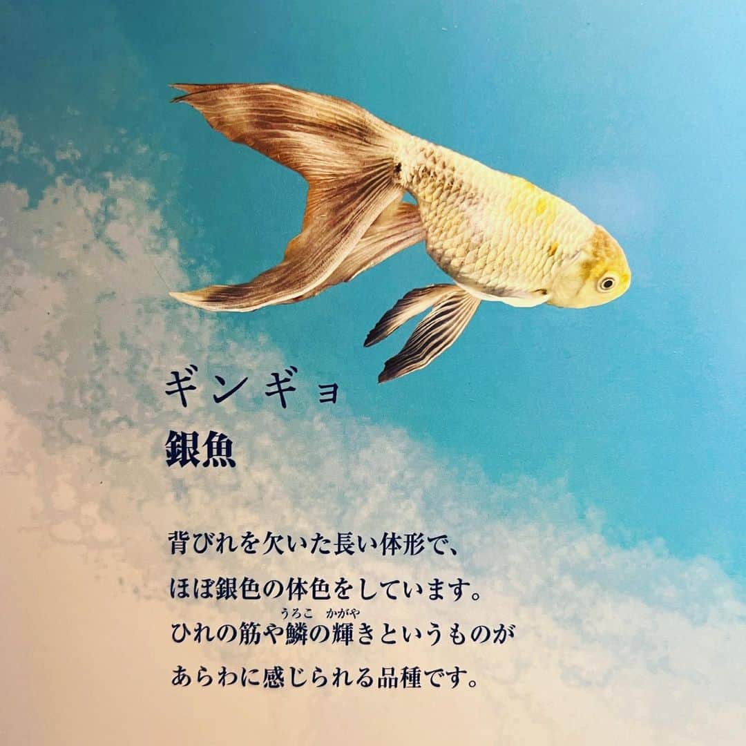 猪狩翔一さんのインスタグラム写真 - (猪狩翔一Instagram)「銀⁈」6月10日 16時48分 - shouichi_igari