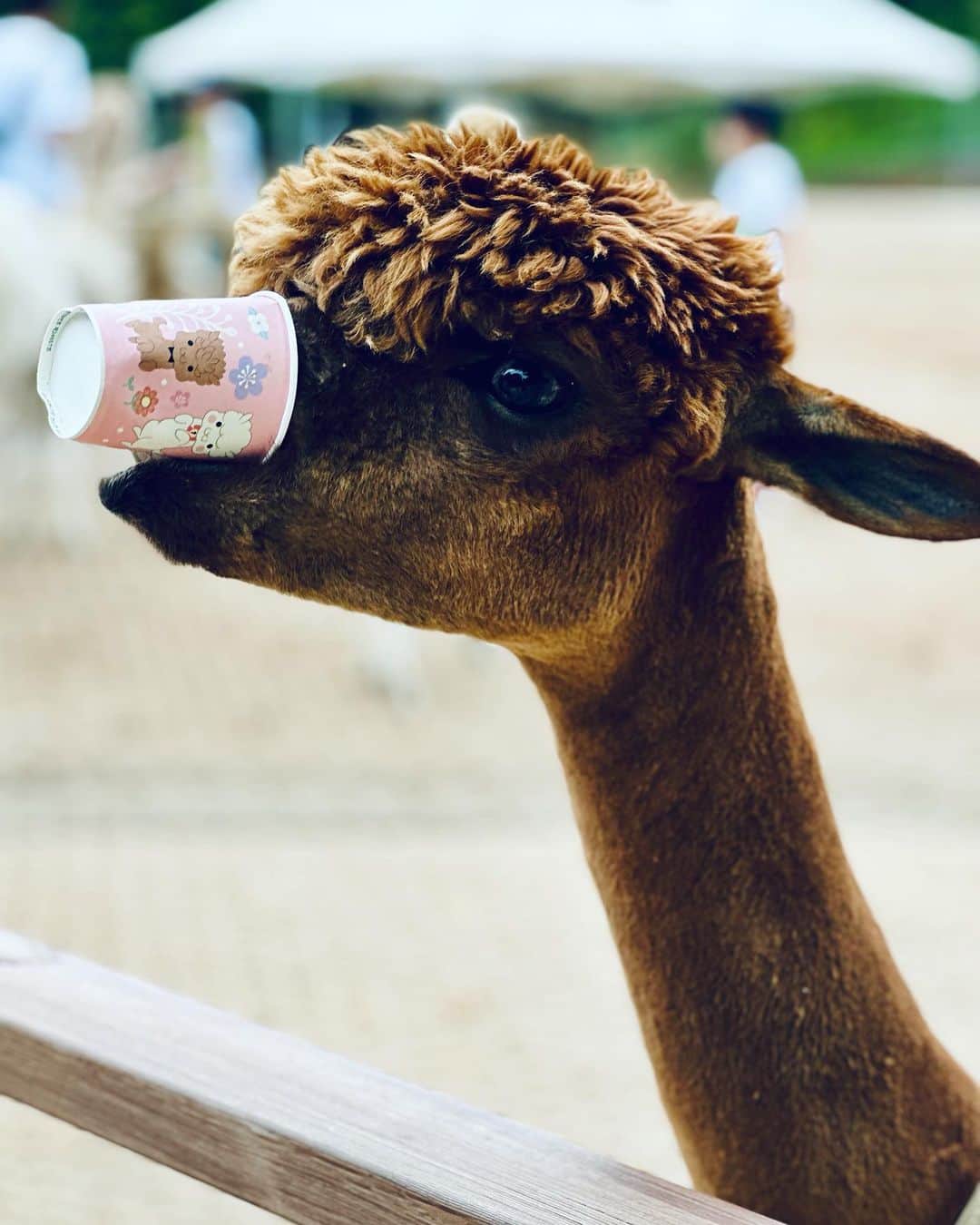 林俊傑さんのインスタグラム写真 - (林俊傑Instagram)「Tourist in Seoul 2. Alpaca World / Nami Island」6月10日 16時49分 - jjlin
