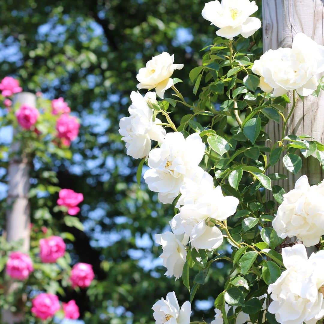 福島県さんのインスタグラム写真 - (福島県Instagram)「【 開成山公園バラ園（郡山市）】  郡山市にある開成山公園のバラ園が6月末まで開園しています。  3,000平方メートルもの広大な敷地内には約400種、約800本の色とりどりの美しいバラが咲き誇り、多くの人でにぎわいます。  園内には西洋風の庭で見られるような豪華なバラのアーチがあり、思わず写真を撮りたくなるような景色が広がっています。  ほかにも、開成山公園内には五十鈴湖（いすずこ）や噴水などもあり、水のある風景を楽しむことができます。段差が少ないので、車椅子やベビーカーでも安心です。  上品なバラの香りを楽しみながら、優雅な時間を過ごしてみてはいかがでしょうか？  #開成山公園 #開成山公園のバラ園 #バラ #郡山市 #県中地方 #福島県 #koriyamacity #fukushima #RealizeFukushima #NotADreamFukushima #ひとつひとつ実現するふくしま」6月10日 17時00分 - realize_fukushima