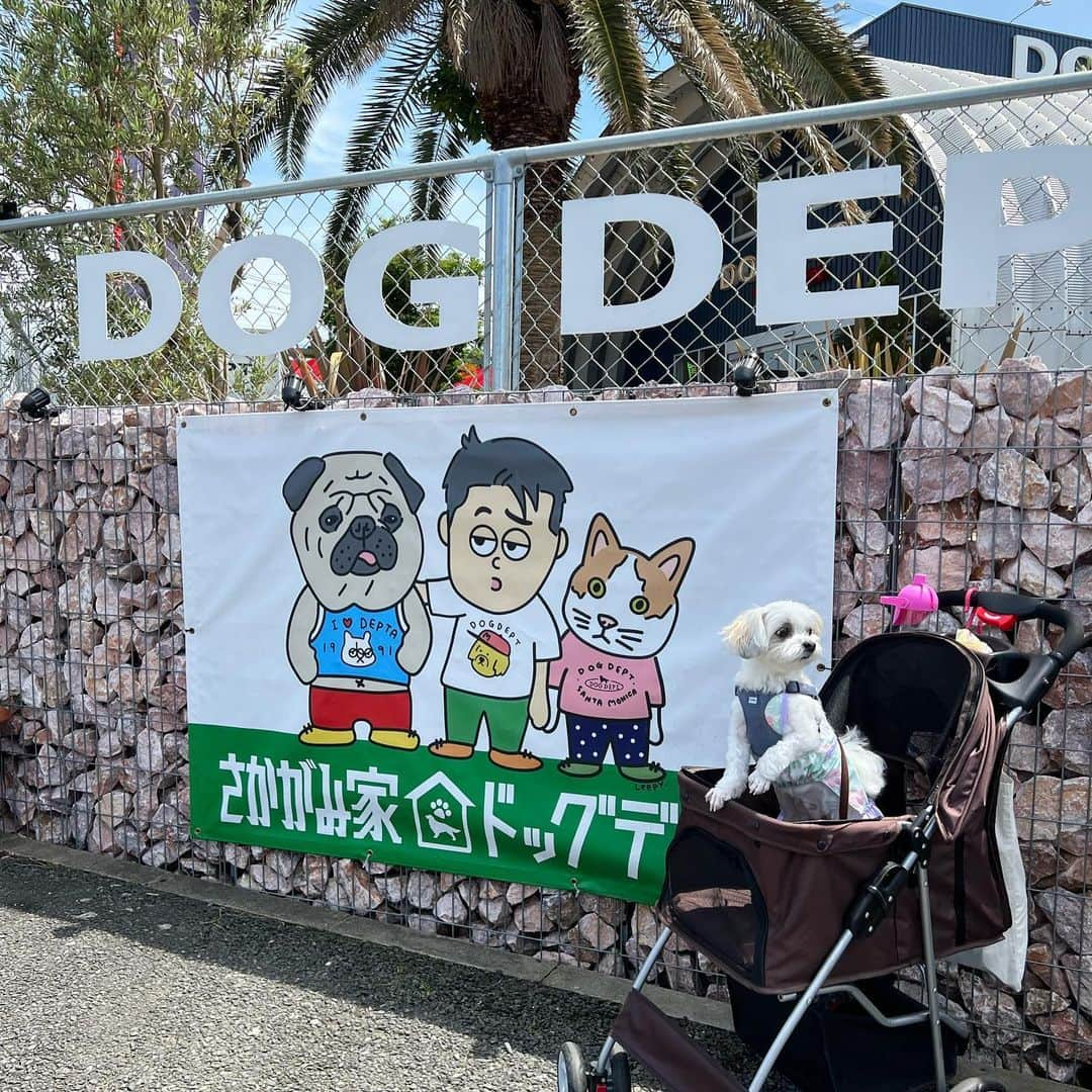 玉井らんさんのインスタグラム写真 - (玉井らんInstagram)「✨🐶さかがみ家カフェ第二弾🐶✨ . . 「DOG DEPT × さかがみ家」 コラボカフェ行ってきました〜！ . . ちゃこ、わんちゃんメニューに大喜び😂 でもちゃんとタオルの上に座ってお利口にしてた笑 . . 保護犬活動のプラスになればと、今回はさかがみ家オリジナルのお散歩バッグを購入しました🍀桑原さん、古山さんお写真ありがとうございます！ . . #さかがみ家 #坂上どうぶつ王国 #さかがみ家カフェ #木更津 #ドッグカフェ #ドッグデプト #犬とお出かけ #ペット可 #いぬのいる暮らし」6月10日 17時16分 - ran_tamai