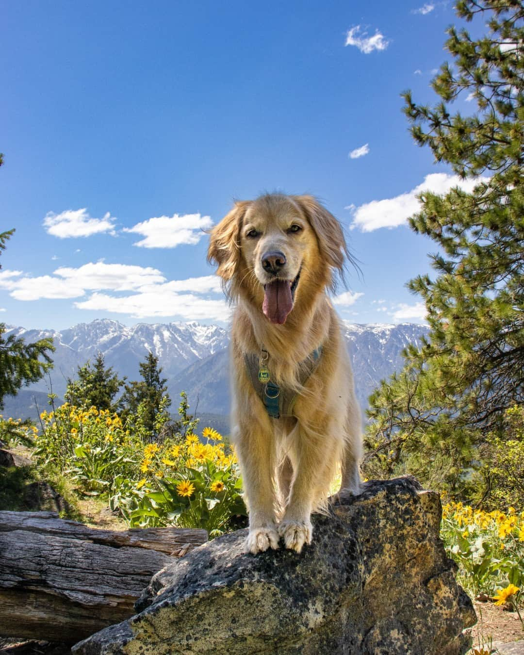 CANON USAさんのインスタグラム写真 - (CANON USAInstagram)「Photo by @goldenfairytail: "We had been trying to go on a wildflower hike in Washington for the last year of living here. When the flowers finally started popping up I found the perfect trail. When we reached the summit, Ariel, my 8-year-old Golden Retriever, knew just what to do. We managed to get the trail, wildflowers, and mountains all in one picture." #ShotOnCanon  📸 #Canon EOS Rebel SL3 Lens: EF-S 18-55mm f/4-5.6 IS STM」6月10日 23時00分 - canonusa