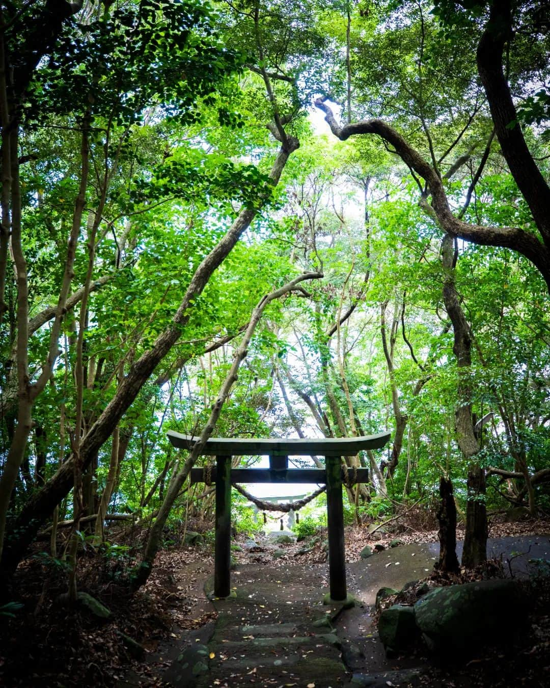 鹿児島よかもん再発見のインスタグラム：「長島町伊唐島の若宮神社へ(^-^)/  海に参道が伸びる伊唐島の若宮神社  普通自動車で行くのはそこそこ勇気がいる道でしたが無事にたどり着きました（笑）  中間にある鳥居にとても力強さを感じましたし、木々に囲まれ、潮の香りのする神社は、夏の訪れを感じさせてくれました  #鹿児島 #鹿児島観光 #長島 #長島町 #長島町観光 #長島町若宮神社 #伊唐島 #若宮神社 #神社 #鹿児島の自然 #鹿児島の風景 #kagoshima #kagoshimaphoto #kagoshimaphotograph」