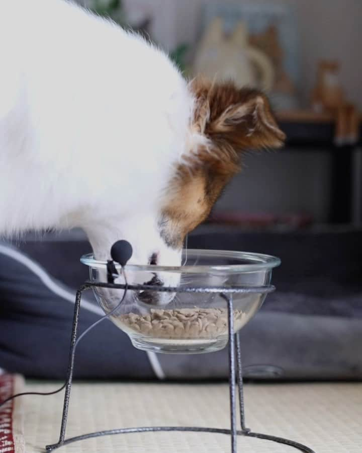 naomiのインスタグラム：「🍽️🐕 アグは基本的に手作りご飯で、でも手作りだけじゃ栄養が偏る事もあるから週に何日かドッグフードを食べさせてくださいと動物病院の先生に言われているんだけど…   もう舌が肥えてしまってドッグフードを食べない…😃💔  ほんとに色んな種類試したけどダメで、結局少しお肉入れたりしてなんとか少し食べる程度(そして必ず残す)  で、食いつきが良いと犬オーナー界隈で話題のプレワンを半信半疑で試してみたら…  めっちゃ食べた💥🫨🫨  最初は無反応だったけど1粒あげたら美味しかったのか、そこからあっという間！ こんなにドッグフードをバクバク食べるアグ初めて見たから、嬉しすぎてマイクつけてASMR撮った😉✌🏻 (犬の咀嚼音大好き)  普通のドッグフードって嗜好性を高めるために動物性油脂とか色んな添加物が入ってるらしいんだけど、プレワンは無添加！ ドッグフードがさらっさらで触っても全く手がベタベタならない！🤚🏻  一番嬉しいのが、お腹の環境を整えてアレルギーとか涙やけの改善に良い「乳酸菌」が配合されてること！ アグは皮膚が弱くてよくカイカイになるから乳酸菌をオススメされてたのでこれは嬉しい✨  HPの説明見れば見るほど、ほんとに良い物なんだなぁと思うしそりゃアグもガツガツ食べるよね！と思ったよ。  ストーリーズに貼ってるURLから20%OFFで買えるので、気になる人はこの機会にぜひ！🤝🏻  https://bit.ly/3OGDRa2  色んな犬オーナーさんにこのドッグフード見てもらいたいから、ハイライトにも残しときます！  ※売り上げの一部を犬猫の保護団体へ寄付しているんだって！嬉しい。  @prewan_official  #プレワン #ドッグフード #プレミアムドッグフード #無添加ドッグフード #元保護犬 #asmr #咀嚼音」