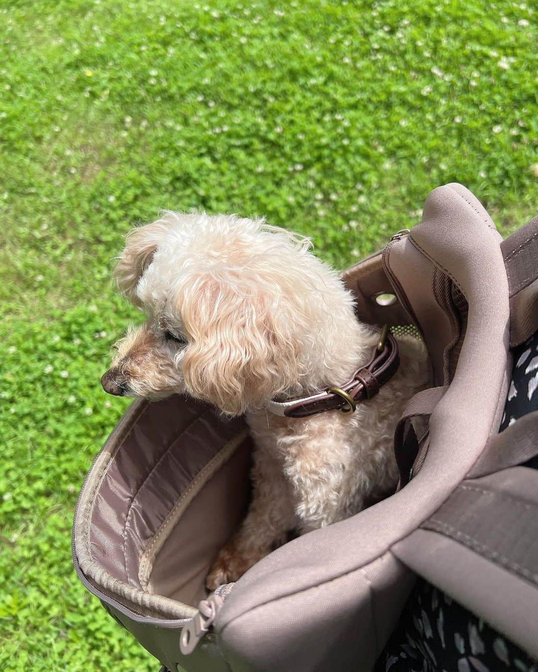 夏焼雅さんのインスタグラム写真 - (夏焼雅Instagram)「🐶🤍  ぴーちゃんは16歳になって お散歩中に抱っこしたり 歩いたりが最近増えてきたの🐩  2.8キロのぴーちゃんでも ずーっと抱っこしてるのは 意外と疲れるので。。🤭 @citydog_official の リュックでとても助かってます✨  カラーもシンプルなデザインで オシャレでお気に入りなんだぁ〜♡ @peace.happy.peace 🤍🪽  #citydog_jp  #シティードッグ」6月10日 19時43分 - miyaaa0825