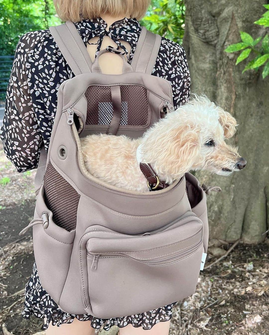 夏焼雅さんのインスタグラム写真 - (夏焼雅Instagram)「🐶🤍  ぴーちゃんは16歳になって お散歩中に抱っこしたり 歩いたりが最近増えてきたの🐩  2.8キロのぴーちゃんでも ずーっと抱っこしてるのは 意外と疲れるので。。🤭 @citydog_official の リュックでとても助かってます✨  カラーもシンプルなデザインで オシャレでお気に入りなんだぁ〜♡ @peace.happy.peace 🤍🪽  #citydog_jp  #シティードッグ」6月10日 19時43分 - miyaaa0825