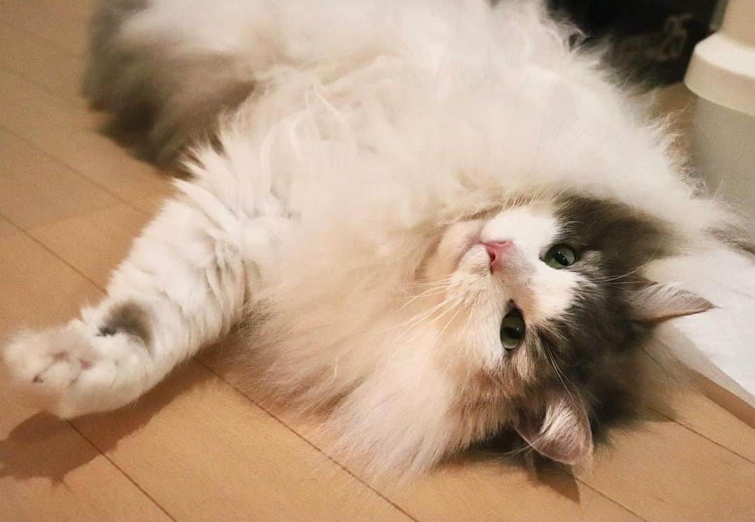 こむぎこまるのインスタグラム