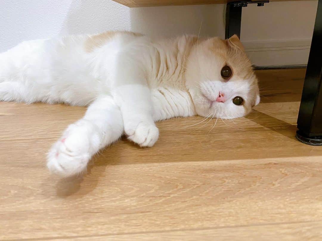 はなぼくろきなこさんのインスタグラム写真 - (はなぼくろきなこInstagram)「暑いからフローリングで転がりたい気分なのか、テレビ台の下がお気に入りなのか、最近よくここにいる🦭  #はなきな #床に猫が転がっている暮らし」6月10日 19時47分 - hanabokurokinako