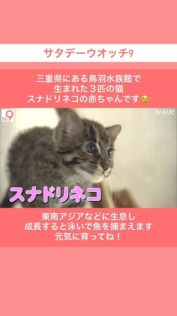 NHK「ニュースウオッチ９」のインスタグラム
