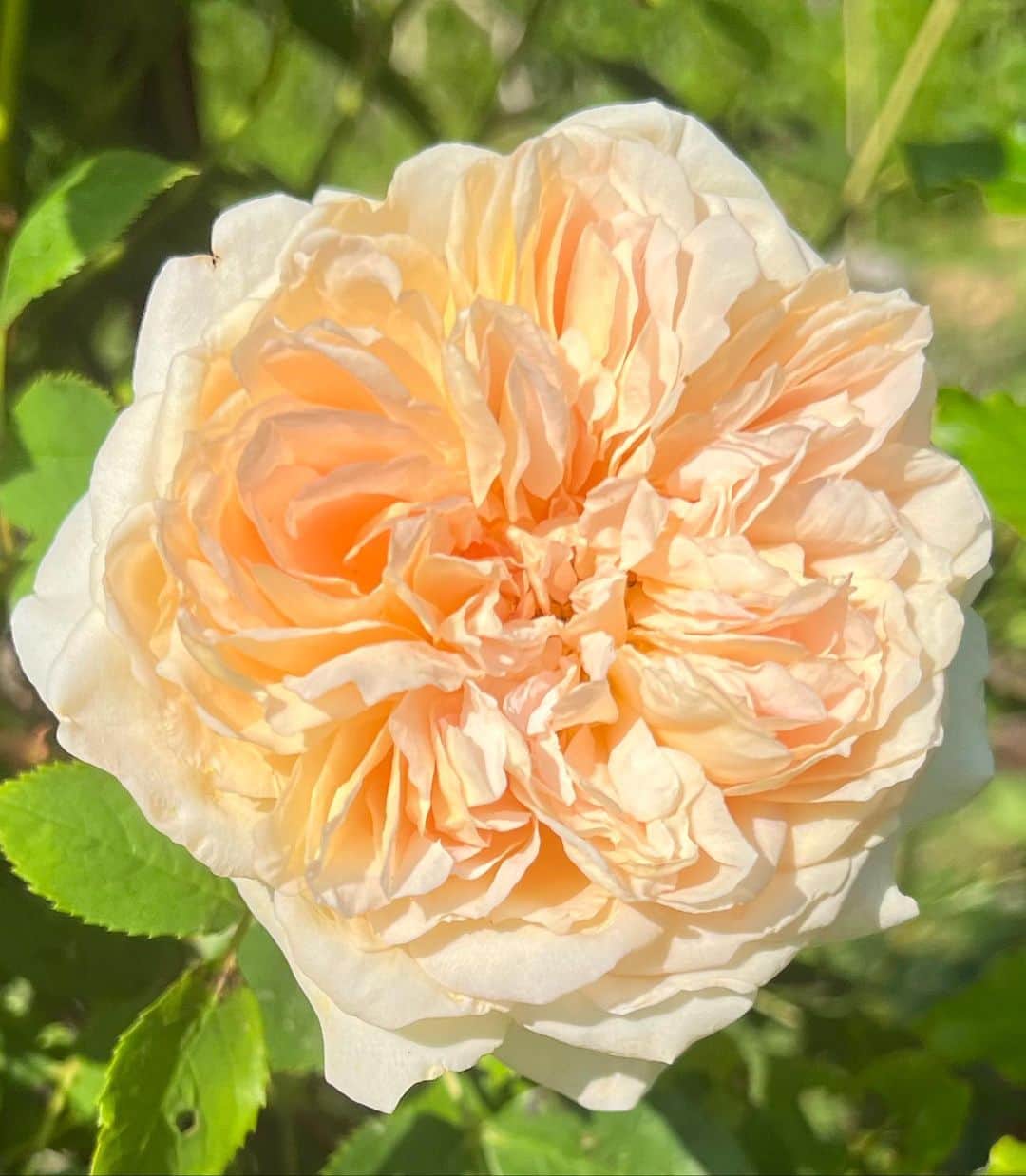 ドウツェン・クロースのインスタグラム：「Perfection 💛 My dad gave me two rose plants a year before he passed. We planted them together and they now form the entrance to my vegetable garden. I feel so grateful to have these roses to think of him every day while enjoying their beauty and smell and reminding me of all the beautiful memories I have of Heit ❤️」