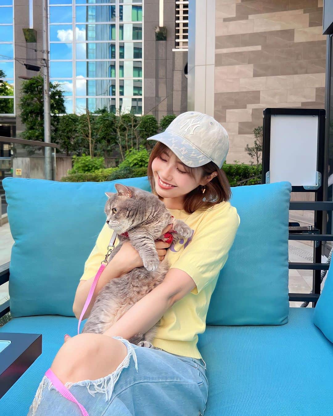 のインスタグラム：「🐈‍⬛💛🩵  #マンチカン #マンチカン短足」