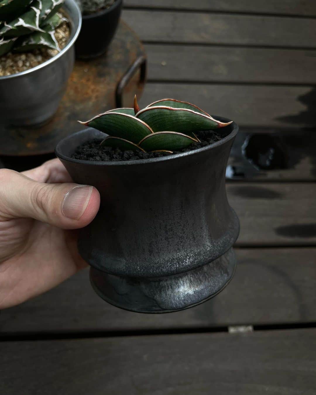 福永浩平のインスタグラム：「念願のロリダをOpus003に🌱」