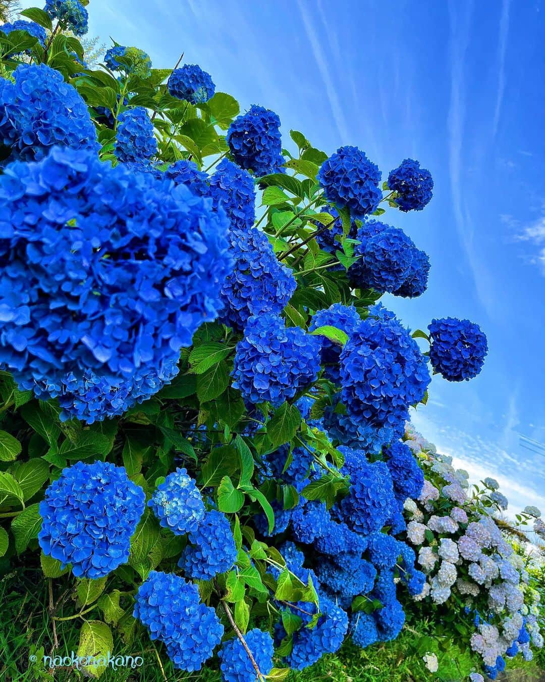 中野菜保子さんのインスタグラム写真 - (中野菜保子Instagram)「. 「紫陽花(hydrangea (Hydrangea macrophylla))」 . 写真🍎🍎🍎🍎🍎🍎🍎🍎🍎🍎枚 9:生命力 10:珍しい紫陽花 ⭐️More photos on Facebook ⭐️Go to my Facebook from the highlights . . ご機嫌いかがですか？（≧∇≦）？  紫陽花が見頃でした✨  昔書きていたコラム 「中野菜保子の毎日が正月気分」 でも題材にした紫陽花  カメレオン役者中野としては 愛着があります🍓😊🍓  1日のうちでも色が変化 土壌によっても変化 潮風にも強い 何もなくても適当に咲くし  求められる場所で 求められたコトを 打ち返せる  逆に言うと アイデアのないヒトは 活かせないので  そんな時は アイデアも任せてね、 そんな感じですw  梅雨真っ只中 皆様お気をつけて  幸あれ🍀🍀🍀 ＊ ＊ ＊ #紫陽花 #あじさい #寄り道 #変幻自在 #カメレオン役者 #自然がお手本 #映像制作 #singergirls #舞台制作 #コラムニスト #中野菜保子  #俳優 #脚本家 #演出家 #actor  #director #playwright #scriptwriter #hollywoodstars #moviestars #みんなにいいことがありますように @syanhaijitensya」6月10日 20時51分 - naokonakano8319