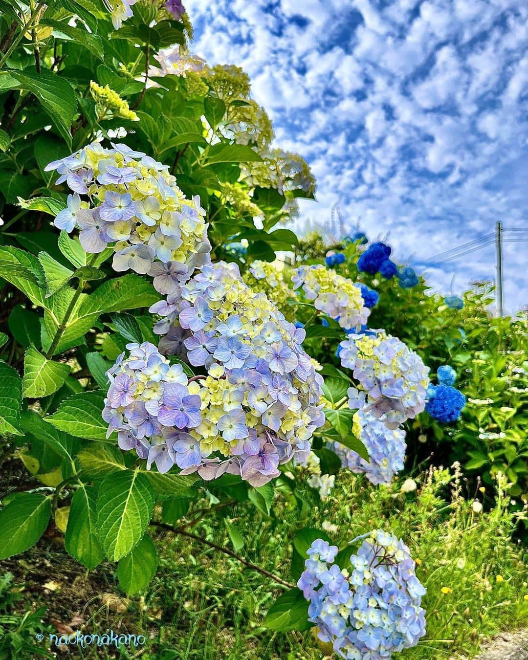 中野菜保子さんのインスタグラム写真 - (中野菜保子Instagram)「. 「紫陽花(hydrangea (Hydrangea macrophylla))」 . 写真🍎🍎🍎🍎🍎🍎🍎🍎🍎🍎枚 9:生命力 10:珍しい紫陽花 ⭐️More photos on Facebook ⭐️Go to my Facebook from the highlights . . ご機嫌いかがですか？（≧∇≦）？  紫陽花が見頃でした✨  昔書きていたコラム 「中野菜保子の毎日が正月気分」 でも題材にした紫陽花  カメレオン役者中野としては 愛着があります🍓😊🍓  1日のうちでも色が変化 土壌によっても変化 潮風にも強い 何もなくても適当に咲くし  求められる場所で 求められたコトを 打ち返せる  逆に言うと アイデアのないヒトは 活かせないので  そんな時は アイデアも任せてね、 そんな感じですw  梅雨真っ只中 皆様お気をつけて  幸あれ🍀🍀🍀 ＊ ＊ ＊ #紫陽花 #あじさい #寄り道 #変幻自在 #カメレオン役者 #自然がお手本 #映像制作 #singergirls #舞台制作 #コラムニスト #中野菜保子  #俳優 #脚本家 #演出家 #actor  #director #playwright #scriptwriter #hollywoodstars #moviestars #みんなにいいことがありますように @syanhaijitensya」6月10日 20時51分 - naokonakano8319