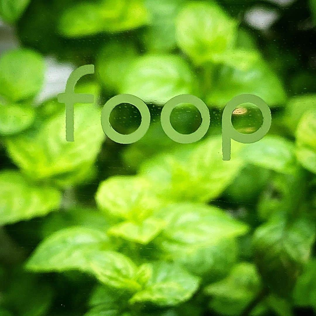 foopのインスタグラム：「新しい水耕栽培器の時代がやってきました！ 「foop」で自宅で簡単に野菜を栽培してみてはいかがでしょうか。  #foop #水耕栽培 #IoT #自家栽培 #簡単栽培 #グリーンライフ #健康生活」