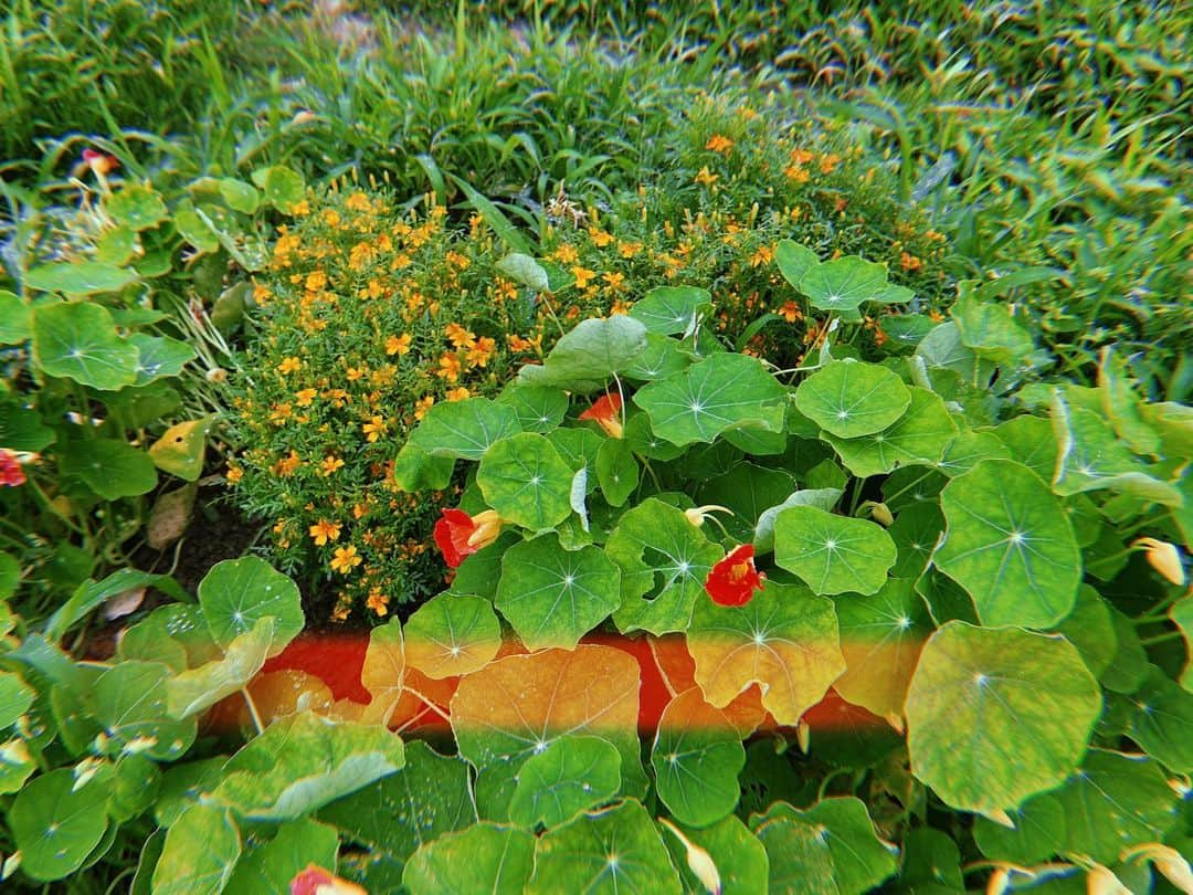 阿部純子さんのインスタグラム写真 - (阿部純子Instagram)「🌱  雨上がり きらきらの雫💧 梅雨もなんだか気持ち良いかも♪」6月10日 21時07分 - junkoabe_official