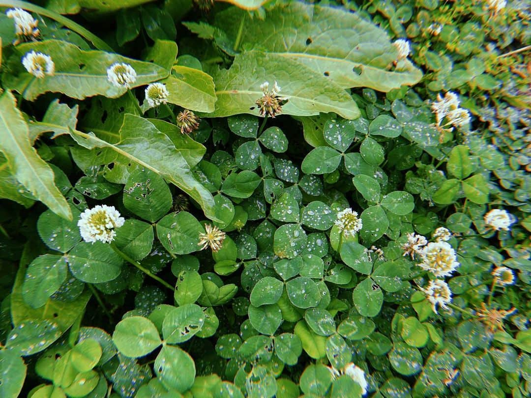 阿部純子さんのインスタグラム写真 - (阿部純子Instagram)「🌱  雨上がり きらきらの雫💧 梅雨もなんだか気持ち良いかも♪」6月10日 21時07分 - junkoabe_official