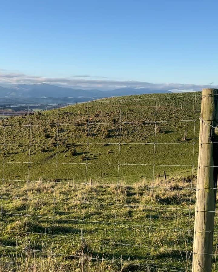 トンプソンルークのインスタグラム：「Back on the farm!  #farm #deer #newzealand」