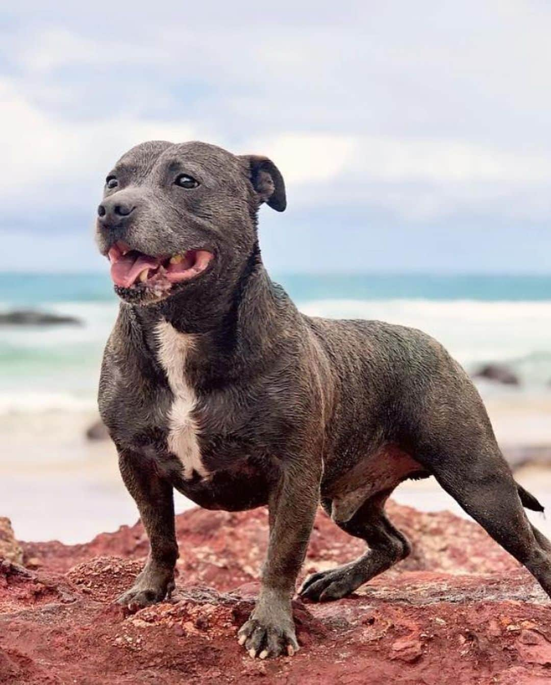 DARREN&PHILLIPさんのインスタグラム写真 - (DARREN&PHILLIPInstagram)「The sealiest staffy cuteness 😭😍😭😍 new Sealy Staffy @darrenandphillip PJ’s coming soon! My favourite print to make by far! Zozzy always reminded me of a little land seal 🥺🦭 and I know so many of you have wiggly little land seals at home too! So we put staffy heads on seal bodies and I just cannot deal with how cute it looks 😭😭😭😂😍🦭🦭🦭」6月11日 7時28分 - the_blueboys