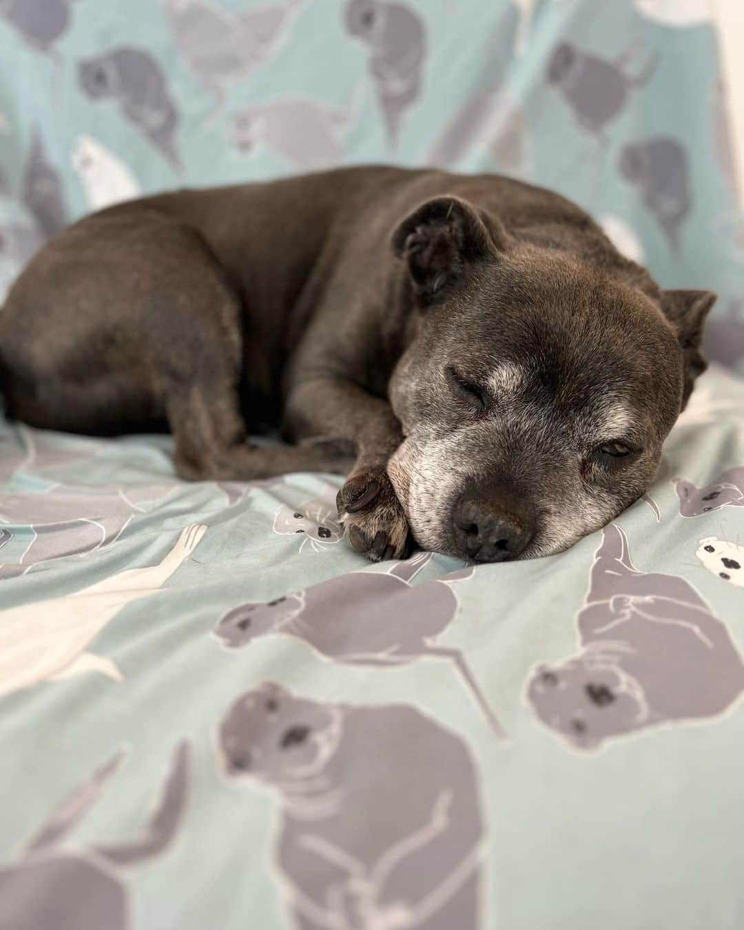 DARREN&PHILLIPさんのインスタグラム写真 - (DARREN&PHILLIPInstagram)「The sealiest staffy cuteness 😭😍😭😍 new Sealy Staffy @darrenandphillip PJ’s coming soon! My favourite print to make by far! Zozzy always reminded me of a little land seal 🥺🦭 and I know so many of you have wiggly little land seals at home too! So we put staffy heads on seal bodies and I just cannot deal with how cute it looks 😭😭😭😂😍🦭🦭🦭」6月11日 7時28分 - the_blueboys