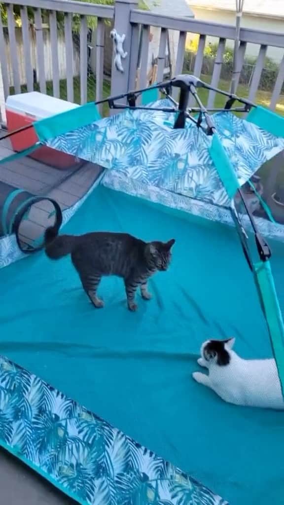 Cute Pets Dogs Catsのインスタグラム：「Outdoor and indoor. 😄  Credit: brendagaver (tiktok)  For all crediting issues and removals pls DM .  Note: we don’t own this video, all rights go to their respective owners. If owner is not provided, tagged (meaning we couldn’t find who is the owner), pls DM and owner will be tagged shortly after.  #kitty #cats #kitten #kittens #kedi #katze #แมว #猫 #ねこ #ネコ #貓 #고양이 #Кот #котэ #котик #кошка#cutecats #meow #kittycat #catinstagram #catsclub #caturday #catsofig #bestmeow #exellent_」