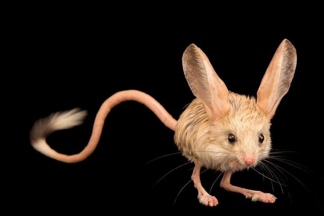 Joel Sartoreさんのインスタグラム写真 - (Joel SartoreInstagram)「Out of 33 species of jerboa, the long-eared jerboa wins the award for most oddly- proportioned family member. With ears that are two-thirds as long as its body, the animal has one of the largest ear-to-body ratios in the animal kingdom! As if their ears weren’t large enough, the jerboa’s hind legs are four times as long as their front legs, making them extremely talented at leaping. Photo taken @moscow_zoo_official.   #jerboa #ears #animal #mammal #rodent #wildlife #photography #animalphotography #wildlifephotography #studioportrait #PhotoArk @insidenatgeo」6月10日 23時33分 - joelsartore
