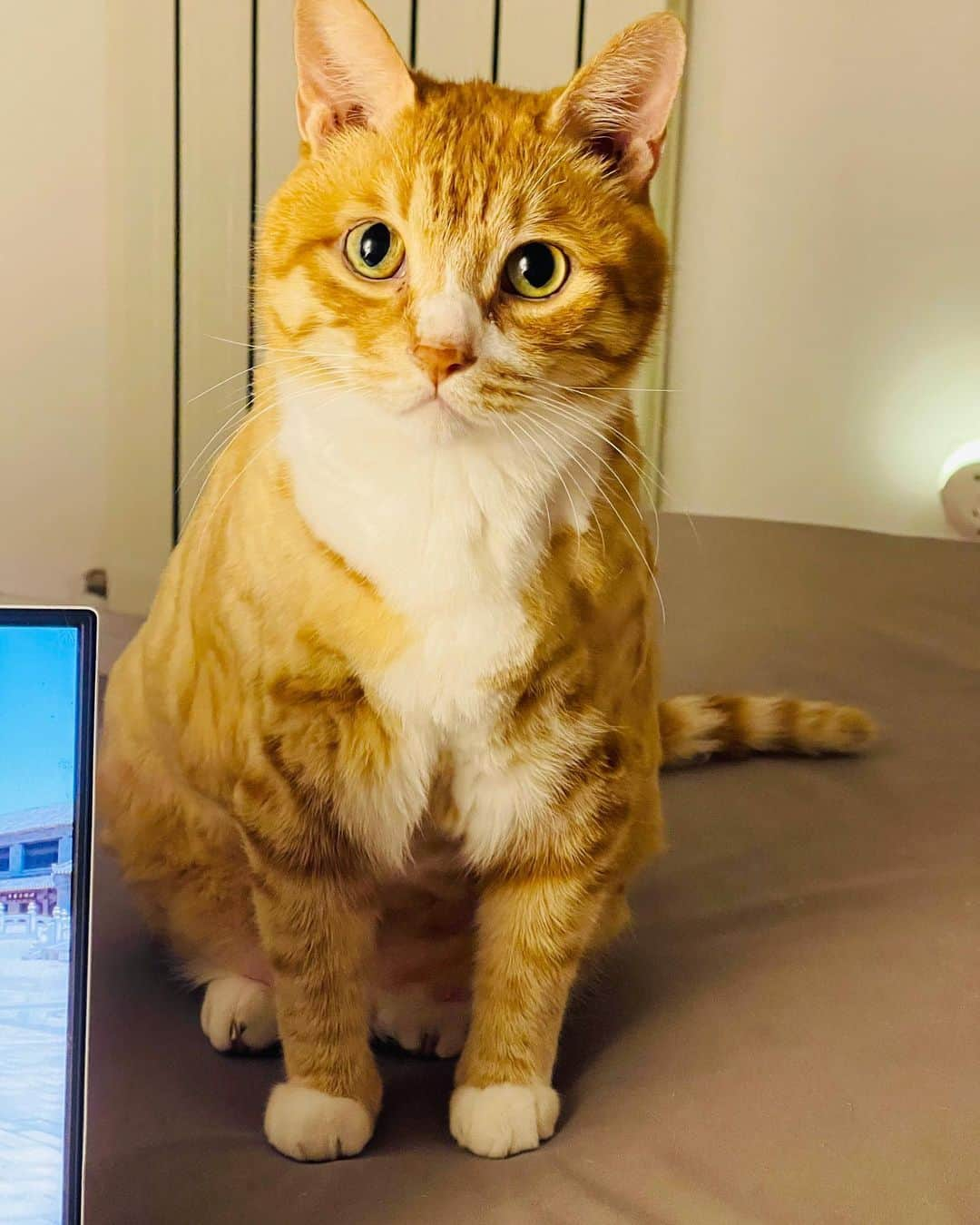 ルフさんのインスタグラム写真 - (ルフInstagram)「Huhu is really a Two-faced cat . P1 is taken by me, he bullies every cat at home, he is a yellow evil forces for all of cats at home; P2 is taken by my brother ,he changed a harmless look , suddenly changed to be a standard obedient n innocent little wife 😅😂 - - #cat #cute #funny #angel #adorable #lovely」6月10日 23時55分 - lanlan731