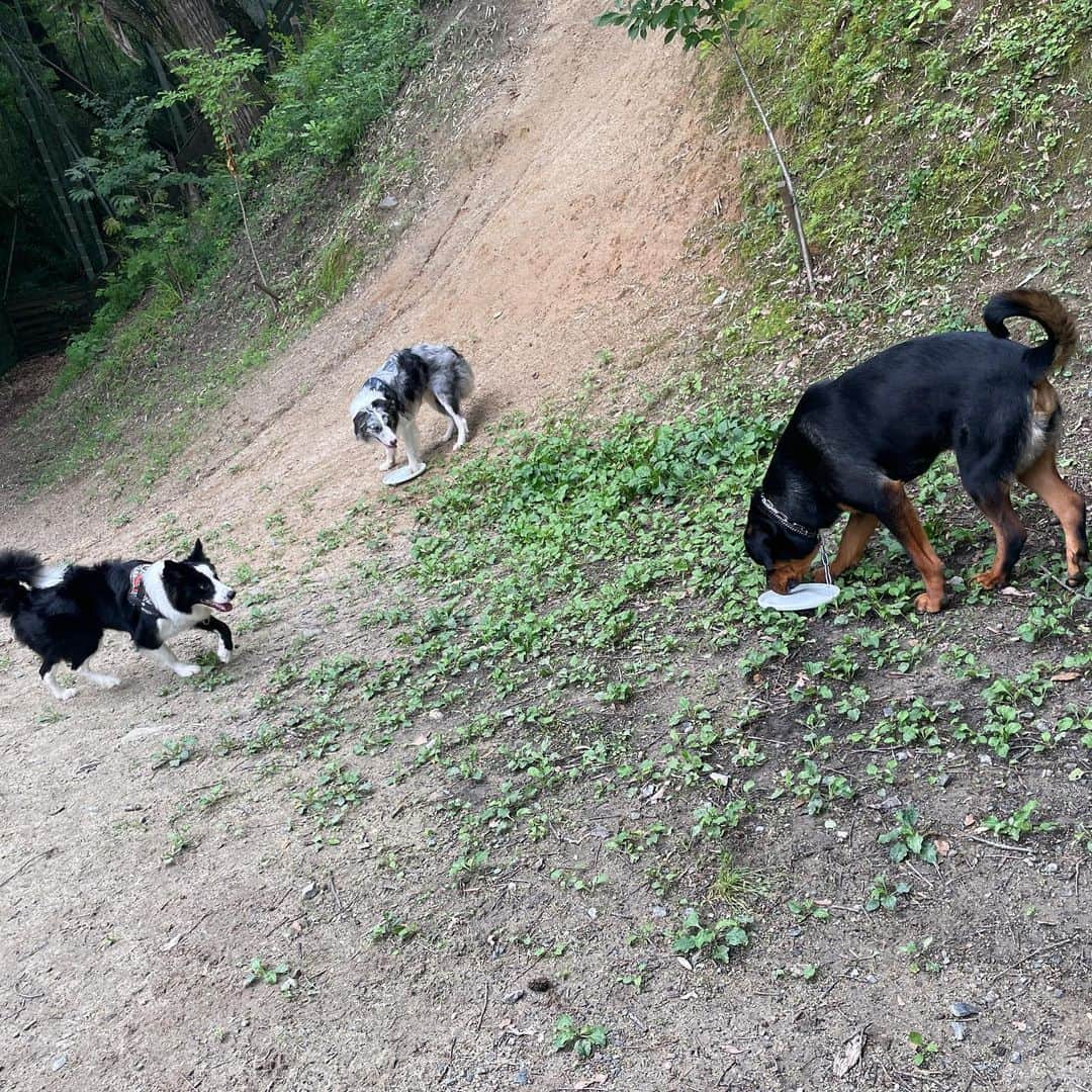 金城真央のインスタグラム：「今日はお泊まり🐶も一緒にお散歩🐾 しつけもしっかり入っていてとっても良い子⭕️ 私もこんな風に育てられる犬親になりたい😅 まだまだ修行が足りません🥹💦 ただ流石に5🐶となると朝んぽ帰宅がお昼前(笑) ご飯したら皆んなでお昼寝💤 お昼寝はお猫様タイム🐈 これからは日も早く登るしもっと早起きしないとなぁ🥱  #金城真央 #女優 #タレント  #モデル #ナレーター #MC #アラフォー女子 #犬のいる暮らし #いぬすたぐらむ #犬バカ部 #いぬ部 #犬好き #親バカ飼い主 #多頭飼い #ボーダーコリー #ボーダーコリーのいる生活 #ボーダーコリーブラックホワイト #ボーダーコリーブルーマール #ロットワイラー」