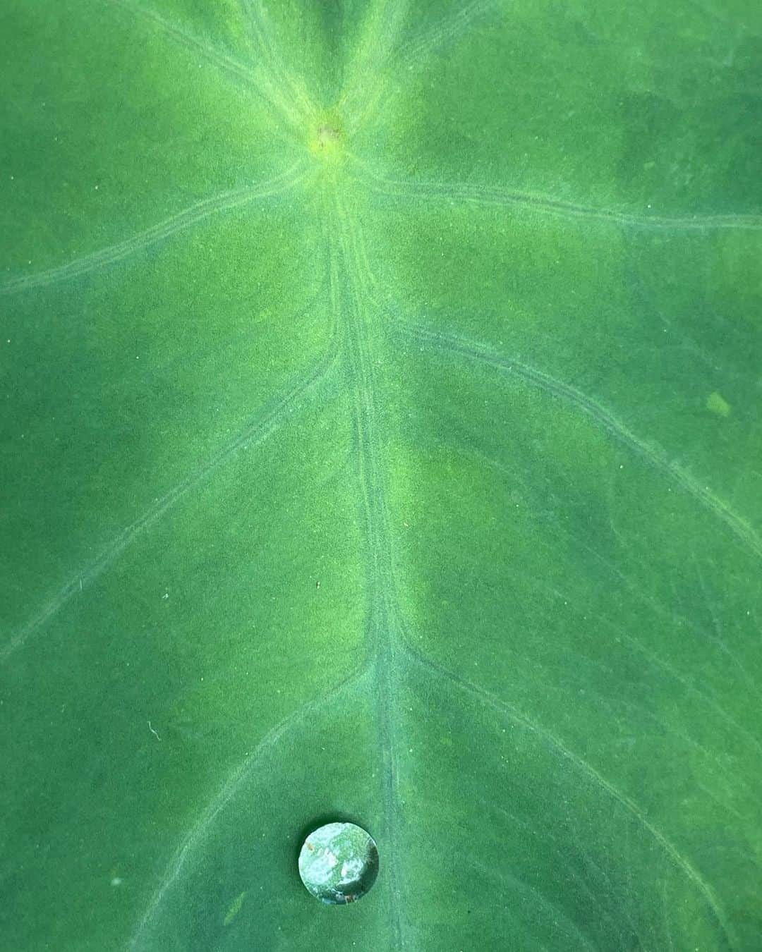 おすずのインスタグラム：「見よう見まねで野菜を拵えるようになってから、何年目かの春🌱  農薬や化学肥料を一切使わず、 野菜の残渣、落ち葉や雑草、生ごみを日々手で混ぜて、この土地に生きる微生物たちに土を育てもらい、その土でなるべく自然に近い状態で野菜たちを育てていきたい🌞  植物たちが生きて、また土に還っていく地球の循環を、 毎年身近で見送るようになり、  野を良くしていくための野良仕事で、自然と育っていく野菜たちを見守ることが、わたしは毎日ほんとに嬉しいんだなぁと、つくづく思う6月であります🌿」